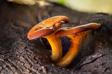 Co je syrovinka? Přečtěte si více na Dudlu.cz
